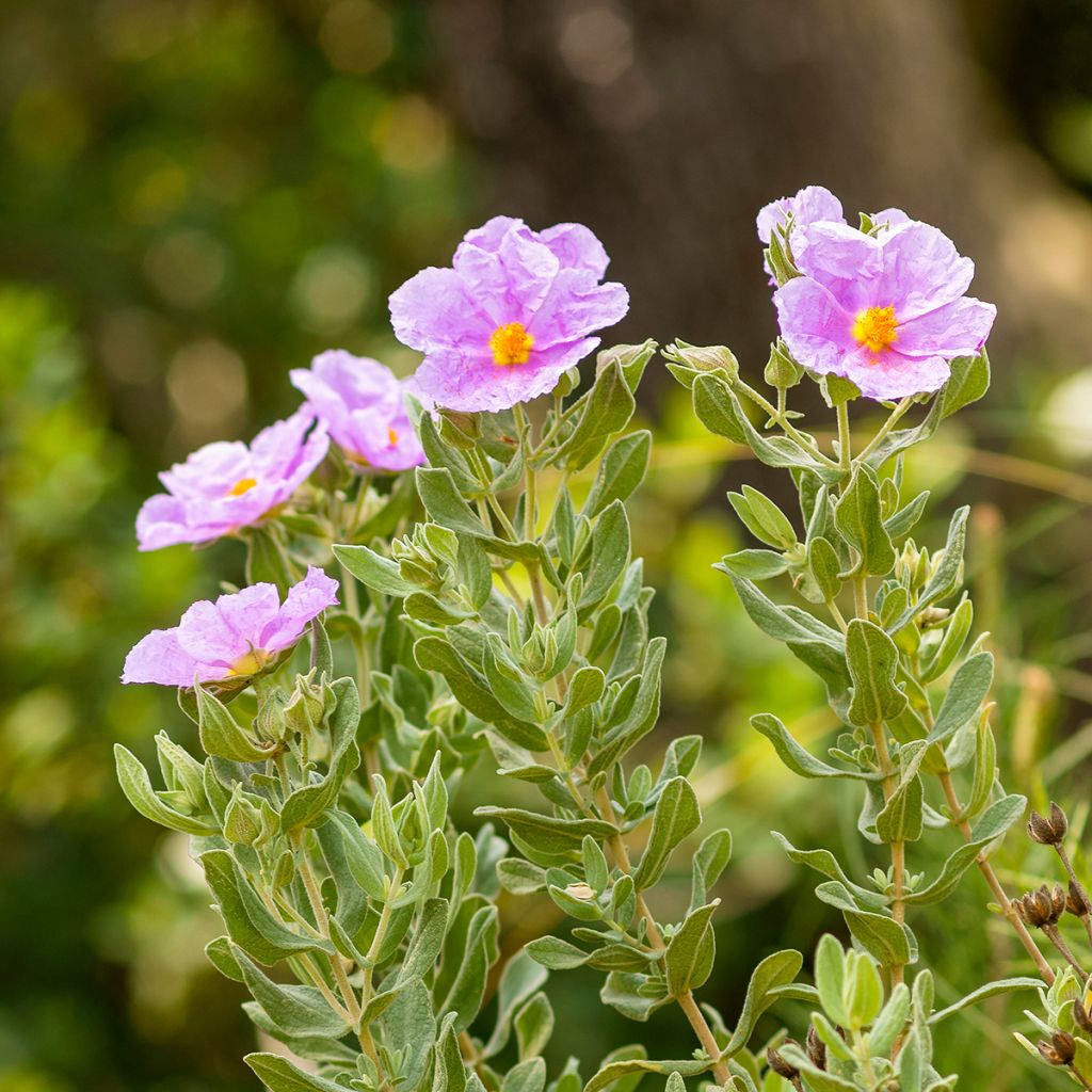 Cistus albidus - Rotsroos