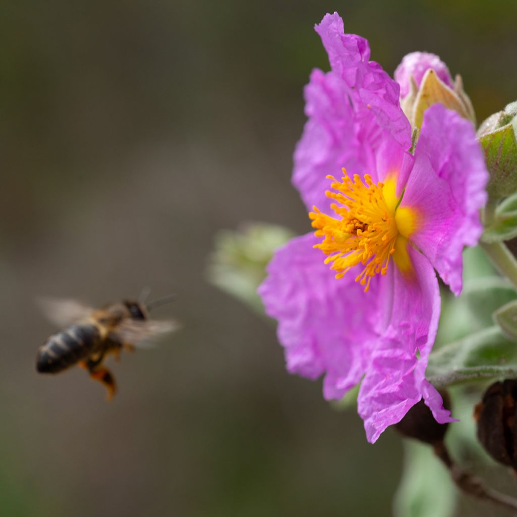 Cistus albidus - Rotsroos