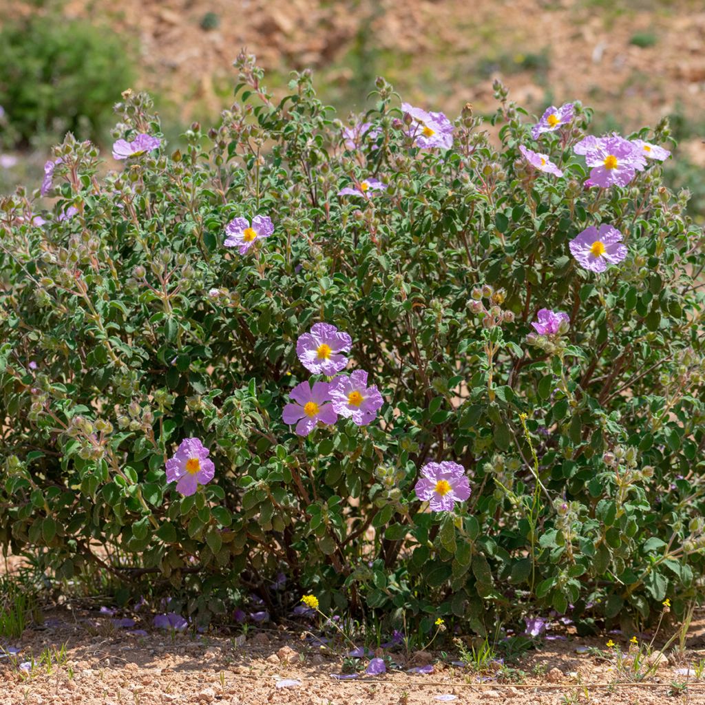 Cistus albidus - Rotsroos