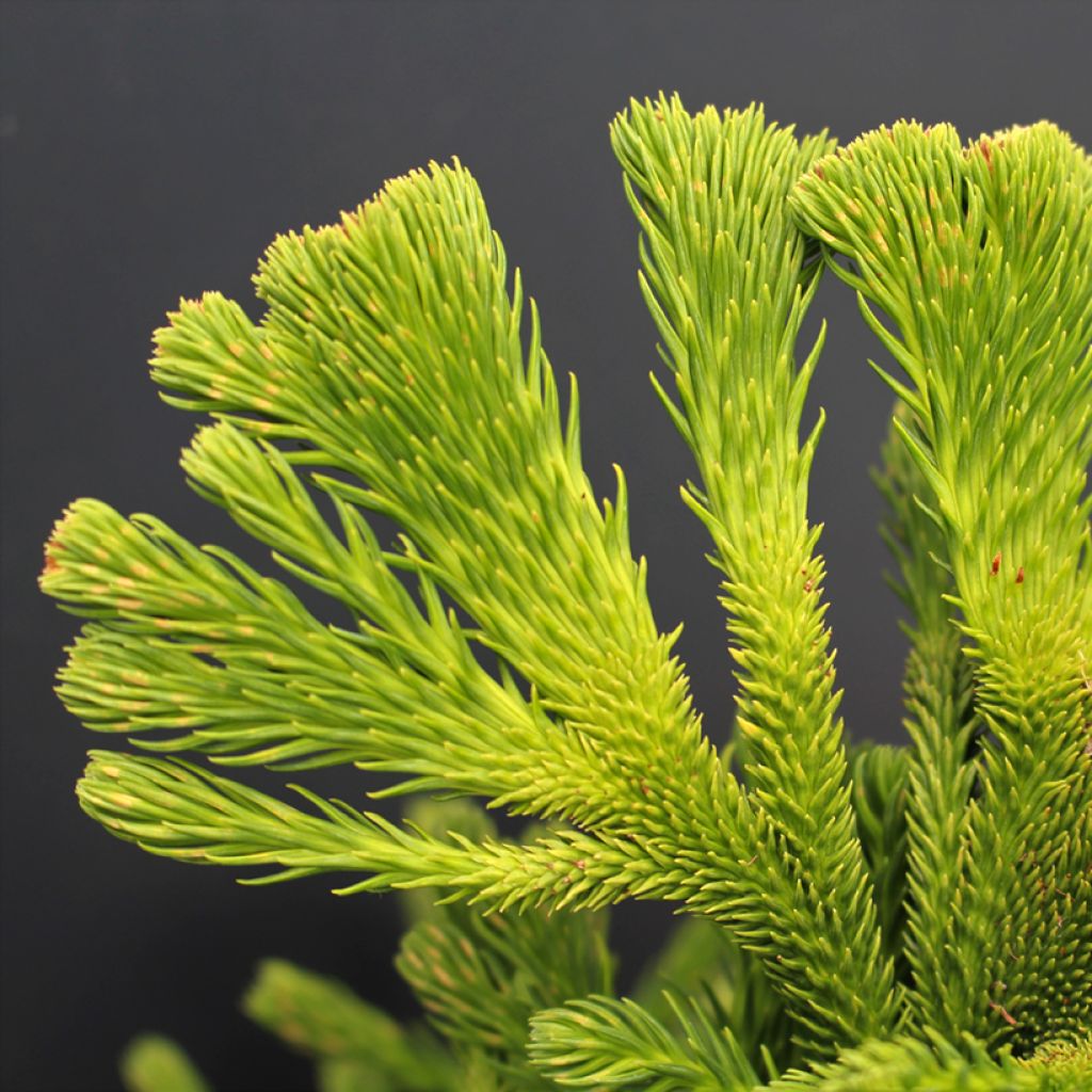 Cryptomeria japonica Tomahawk - Japanse cipres