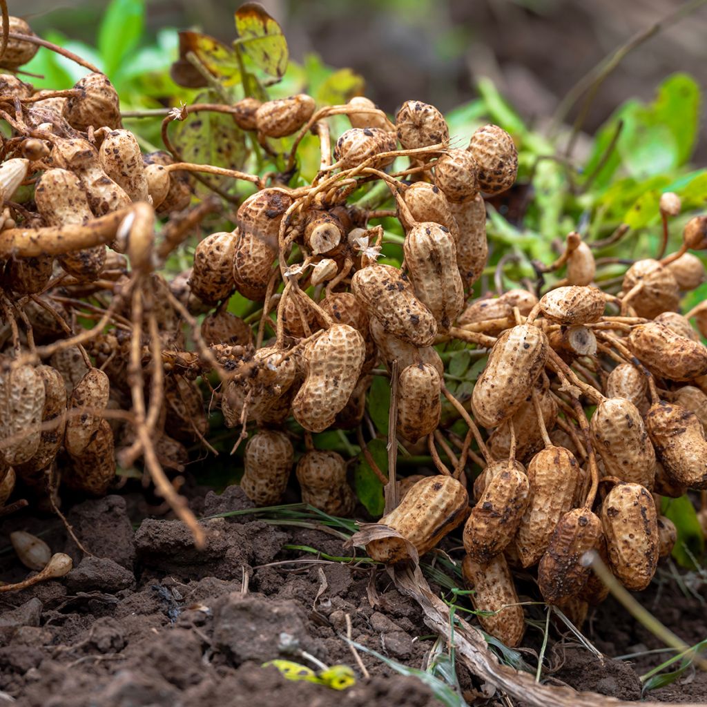 Pinda - Arachis hypogaea