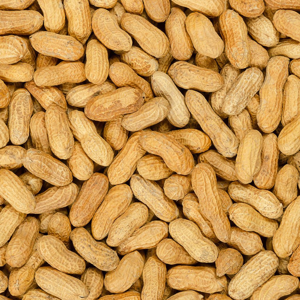 Pinda - Arachis hypogaea