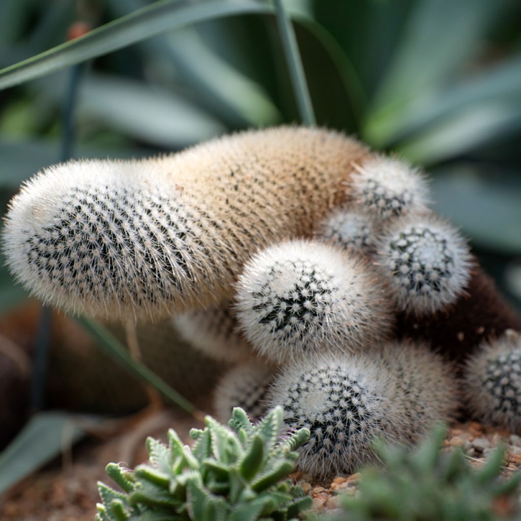 Cleistocactus strausii - Zilveren fakkel