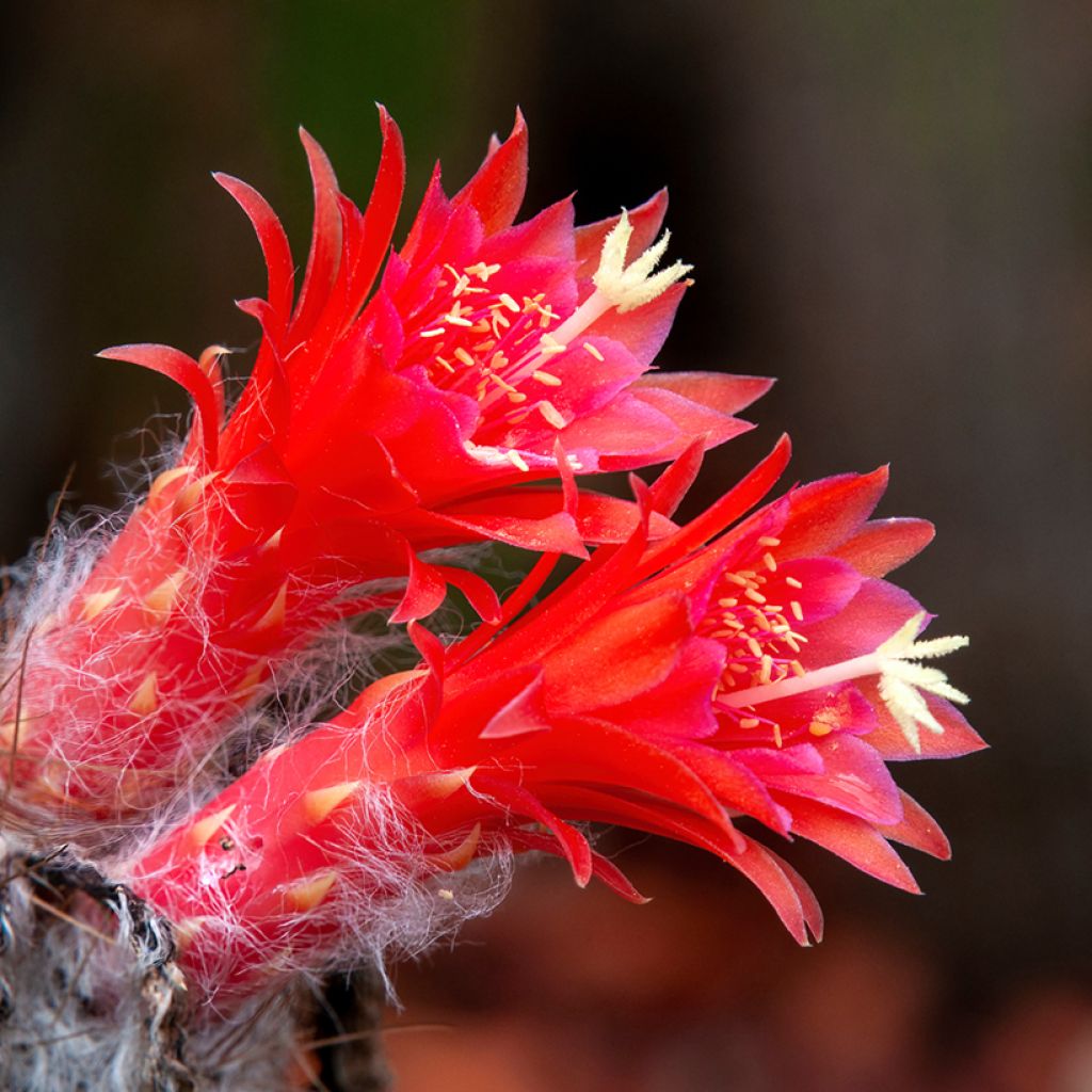 Cleistocactus strausii - Zilveren fakkel