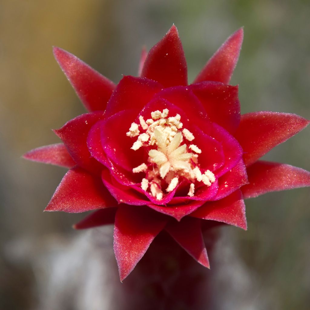 Cleistocactus strausii - Zilveren fakkel