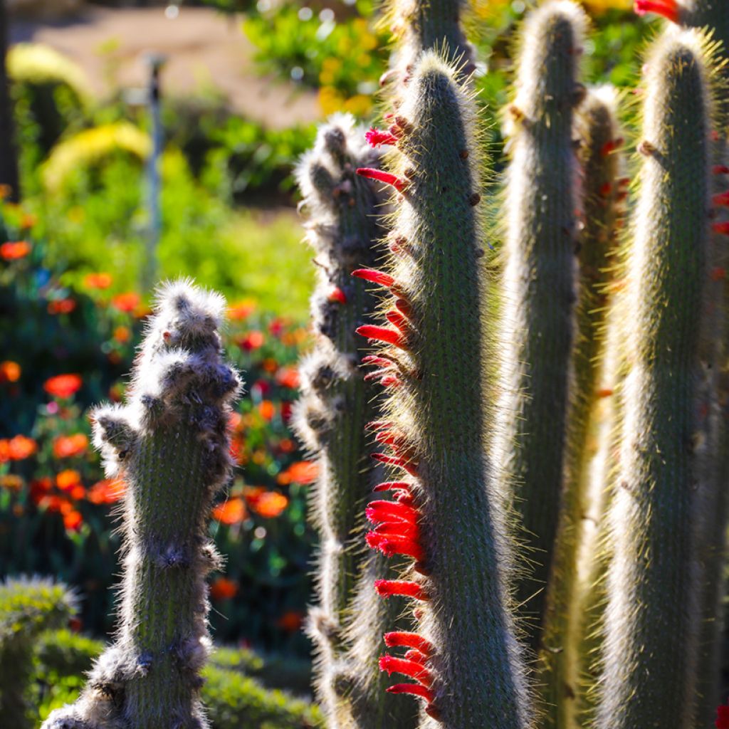 Cleistocactus strausii - Zilveren fakkel
