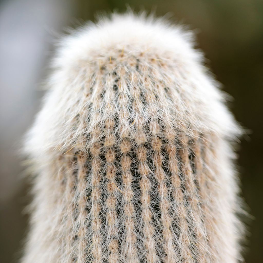 Cleistocactus strausii - Zilveren fakkel