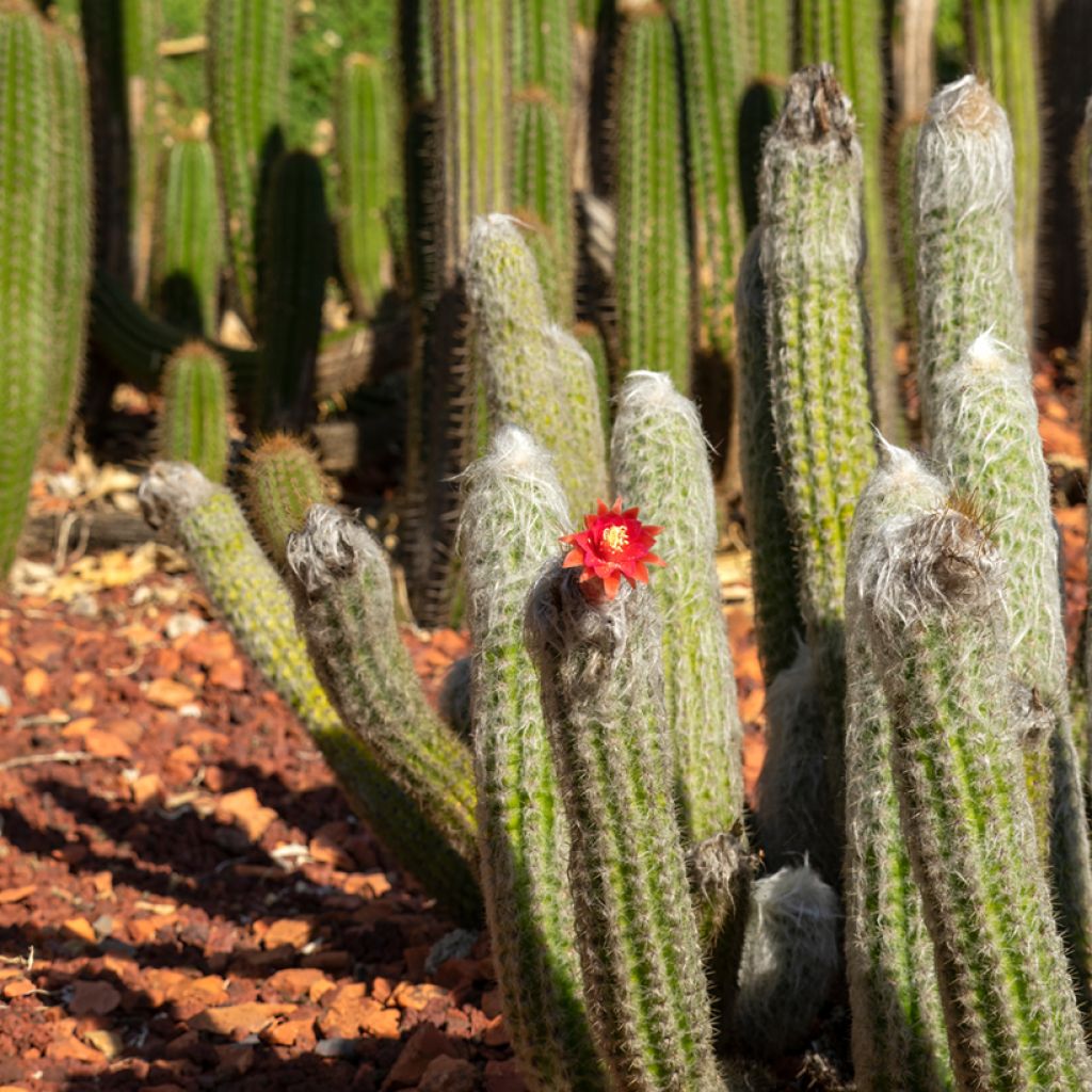 Cleistocactus strausii - Zilveren fakkel