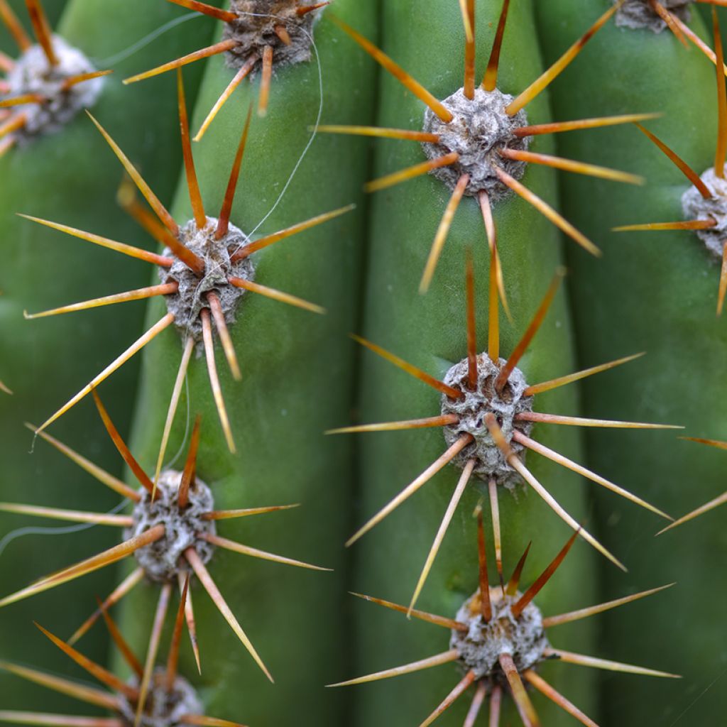 Echinopsis pasacana - Andeszuilcactus