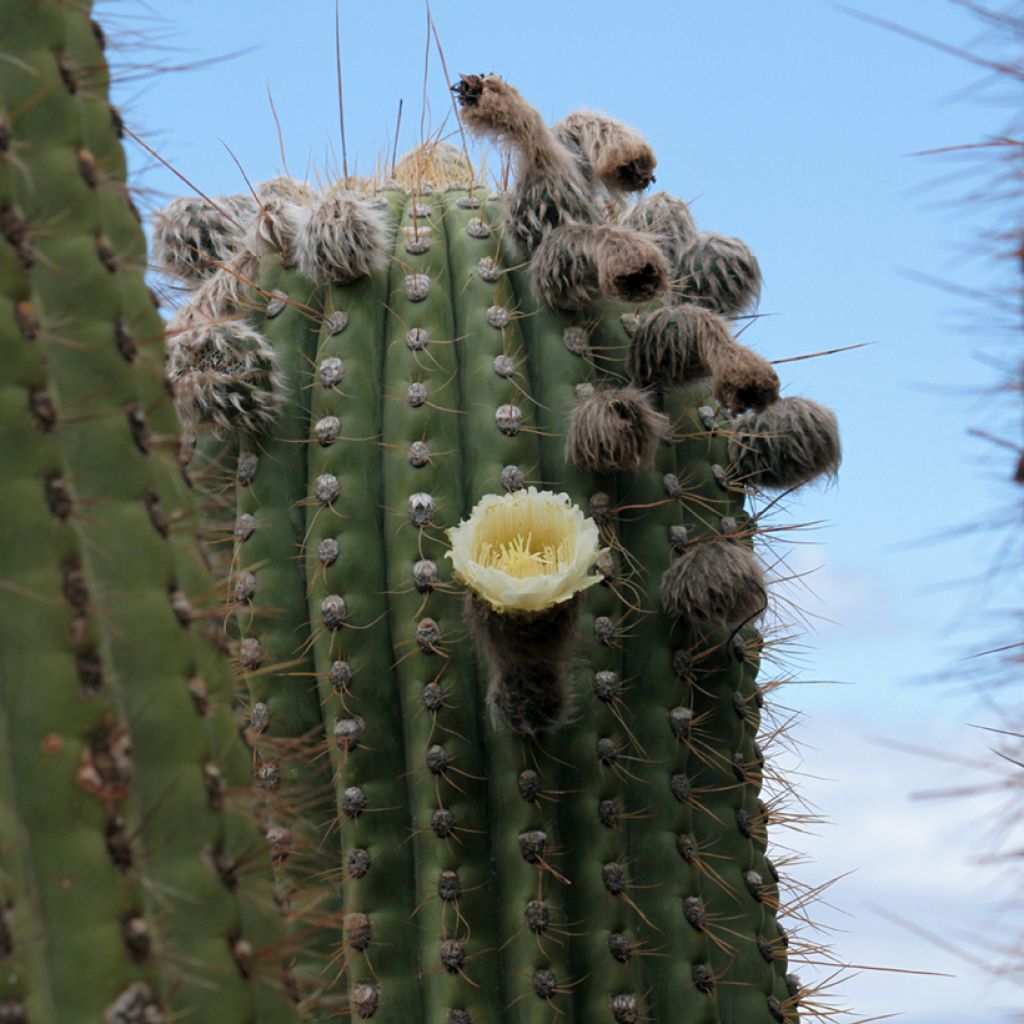 Echinopsis pasacana - Andeszuilcactus