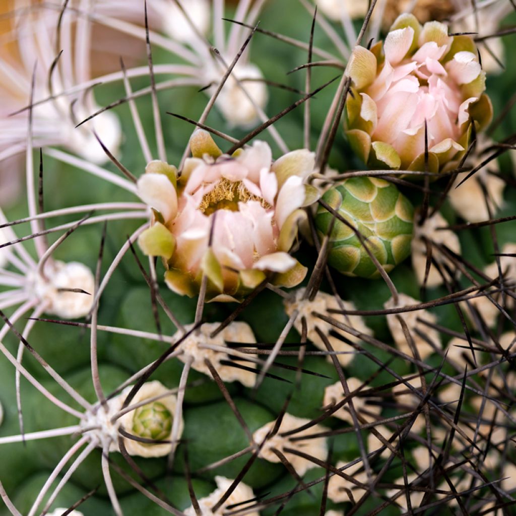 Gymnocalycium saglionis - Cactus