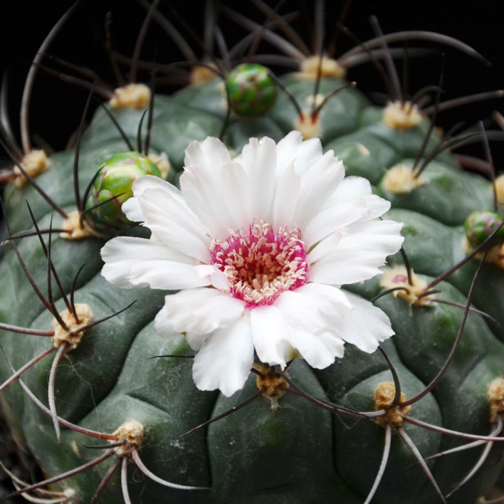 Gymnocalycium saglionis - Cactus