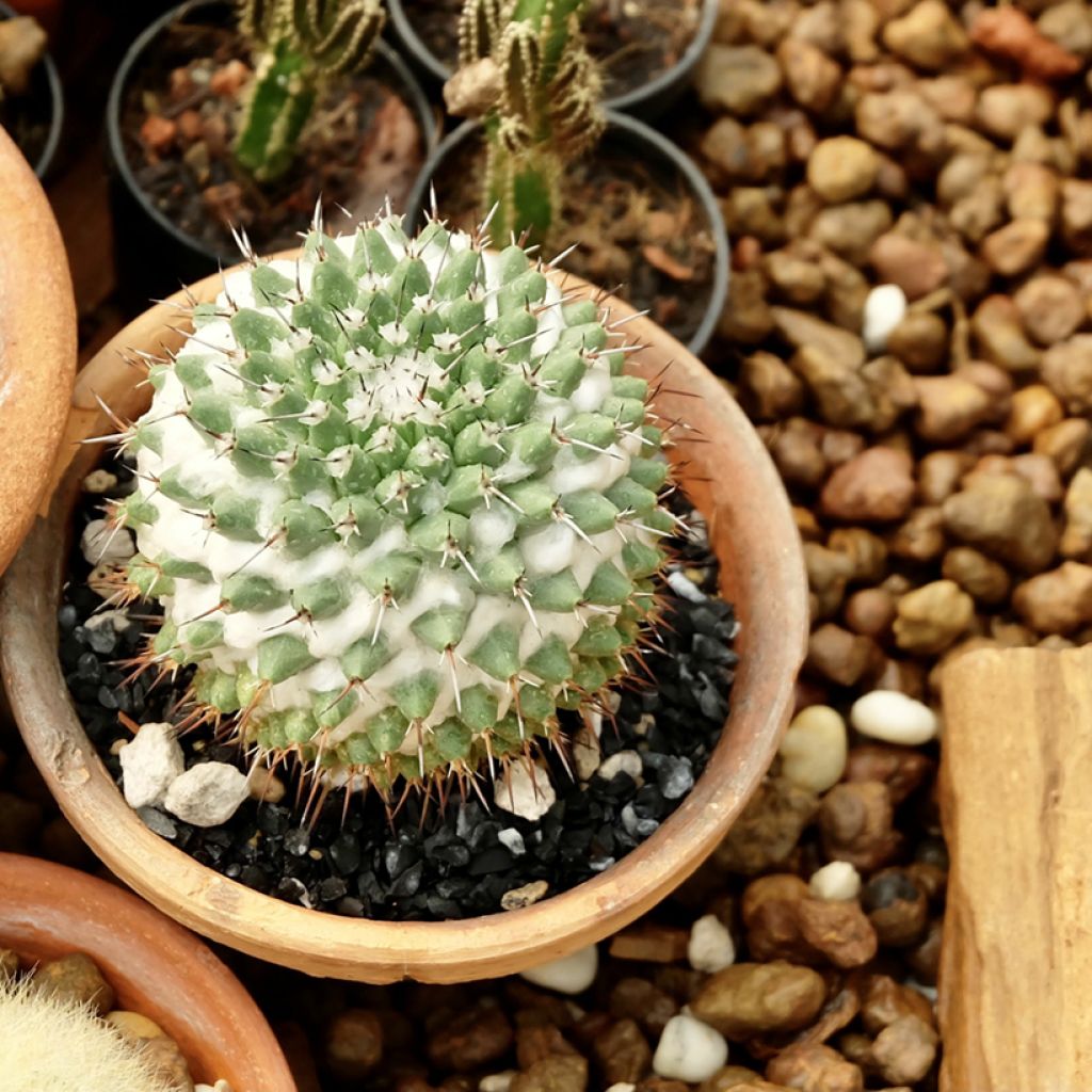 Mammillaria polythele Toluca - Tepelcactus