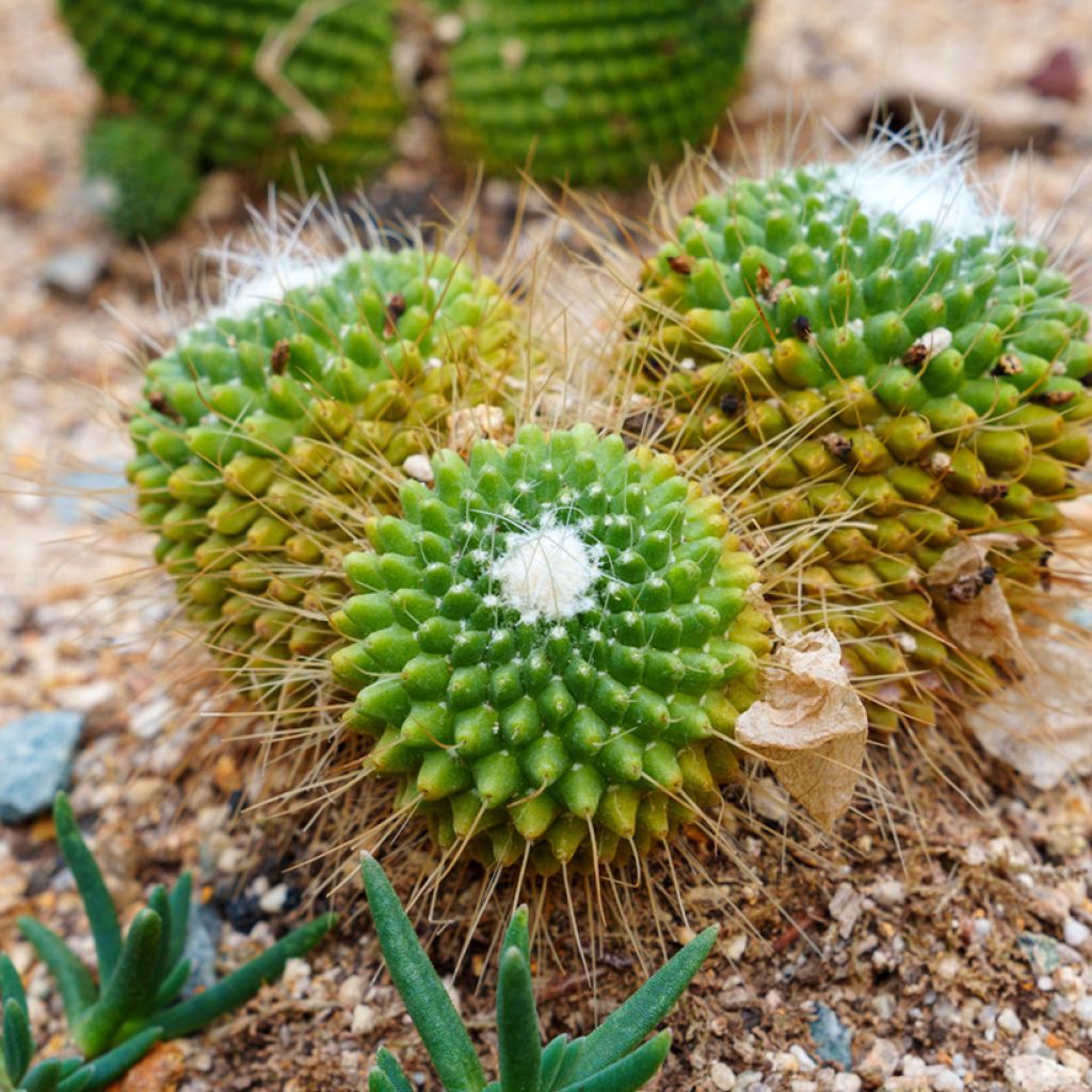 Mammillaria Un Pico - Tepelcactus