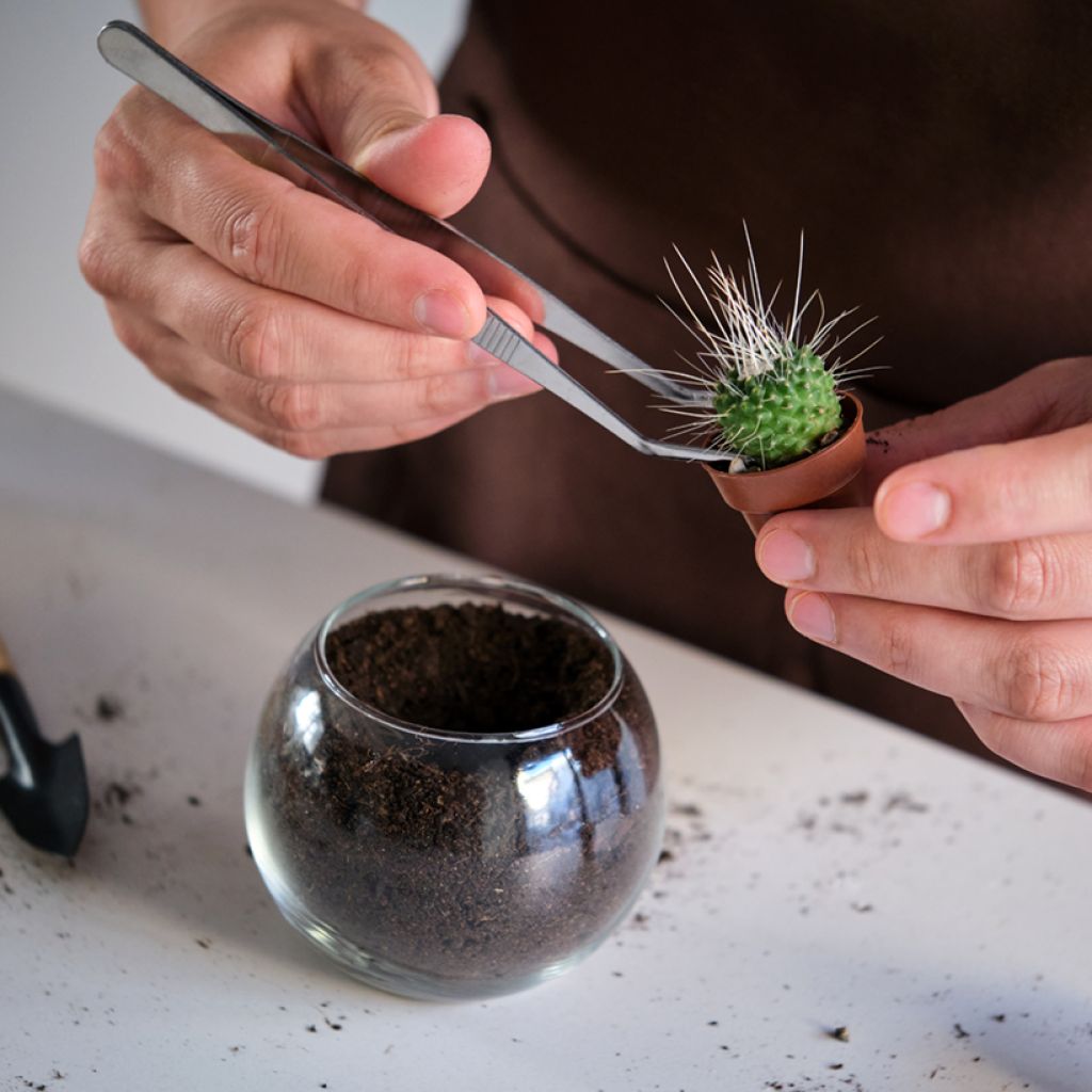 Mammillaria Un Pico - Tepelcactus