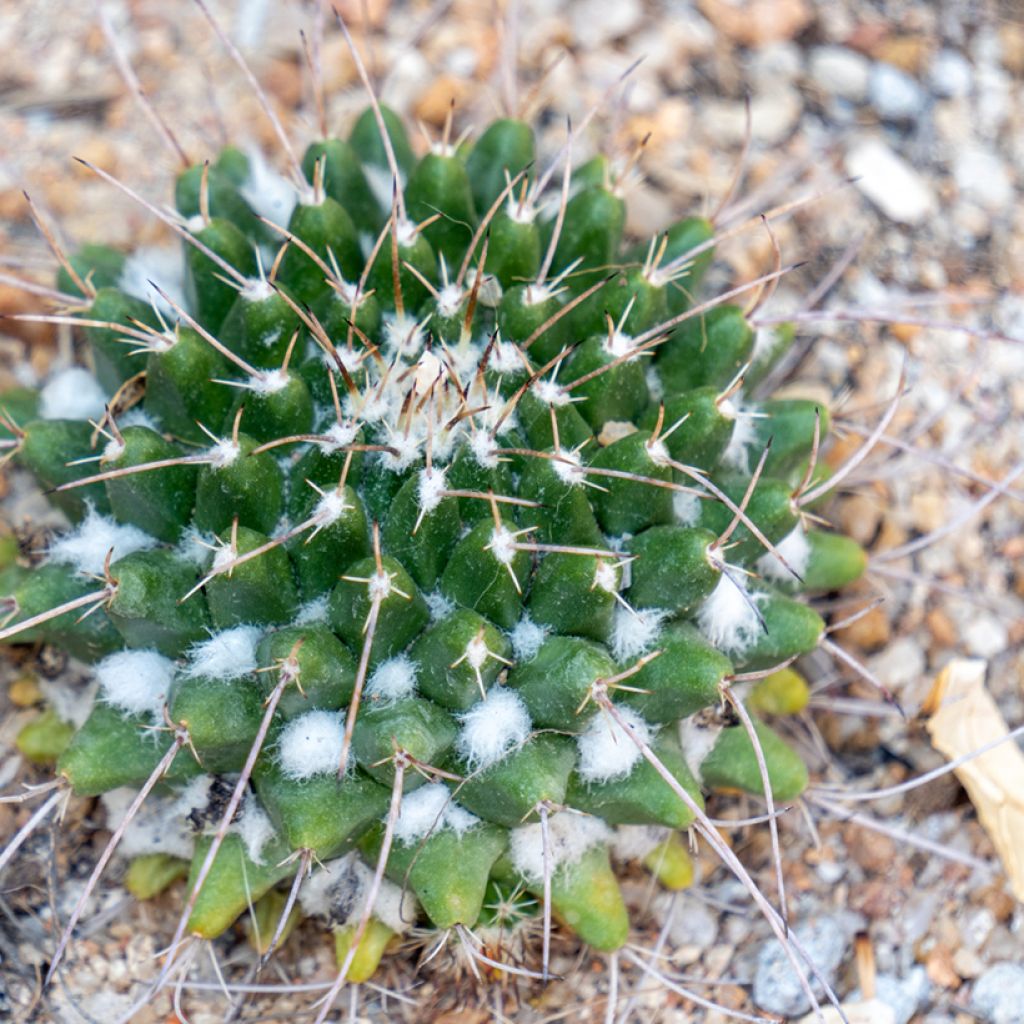 Mammillaria compressa - Tepelcactus