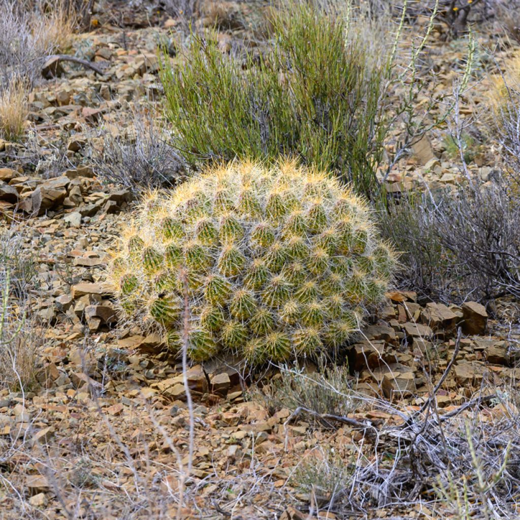 Mammillaria compressa - Tepelcactus