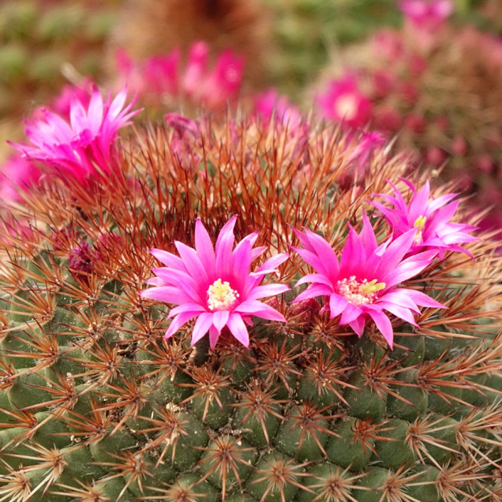 Mammillaria ernestii rubrispina - Tepelcactus