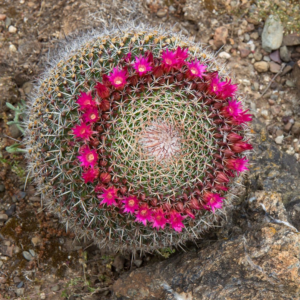 Mammillaria hahniana - Tepelcactus