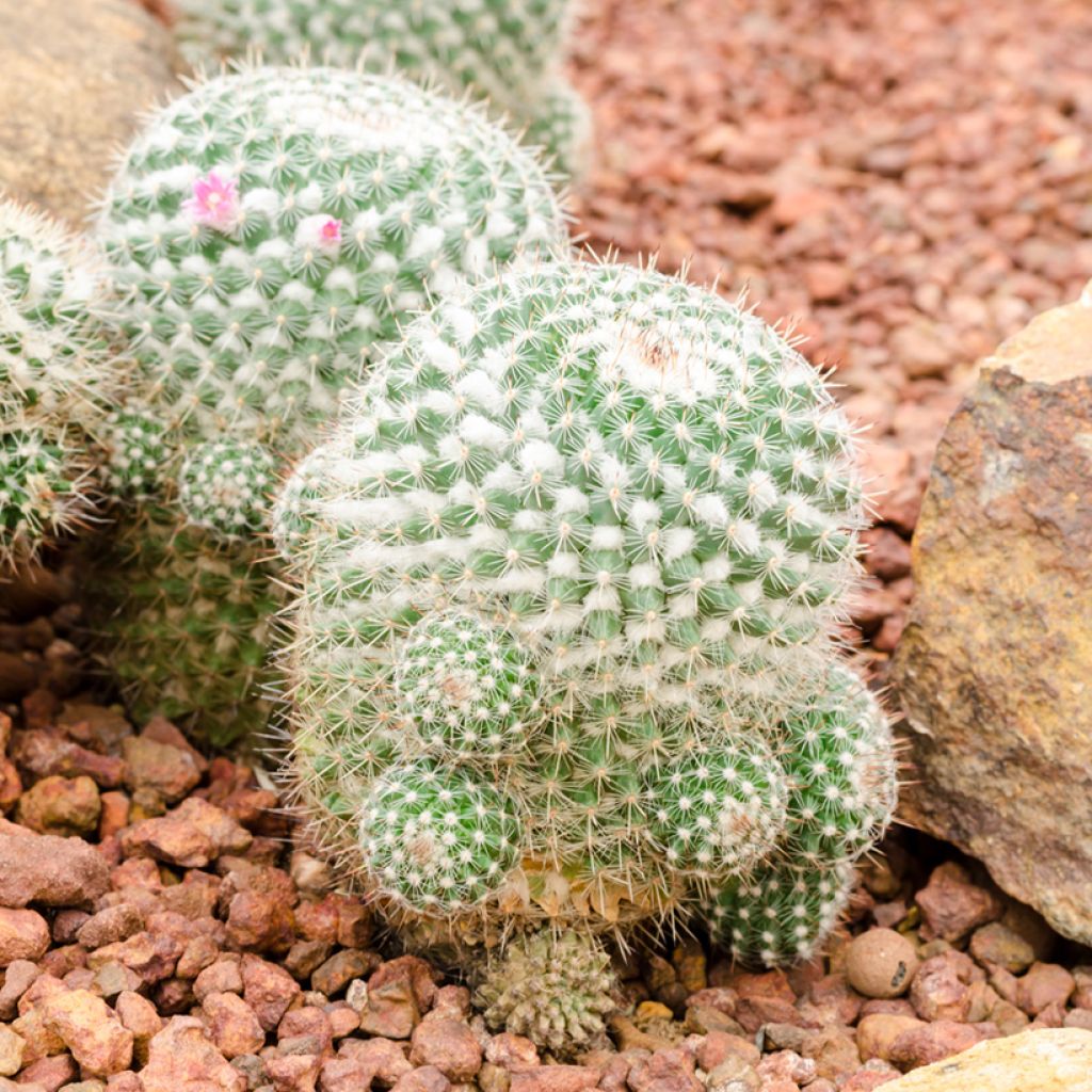 Mammillaria hahniana - Tepelcactus