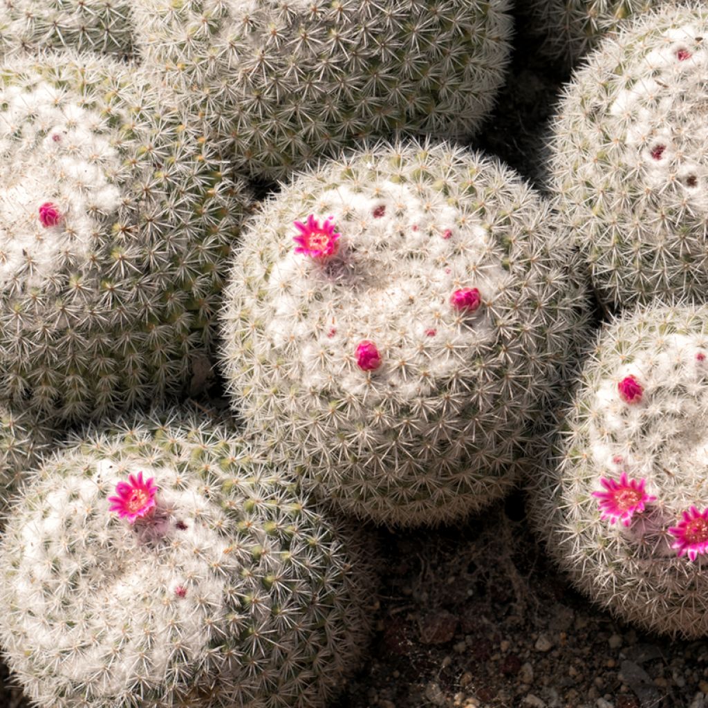 Mammillaria hahniana - Tepelcactus