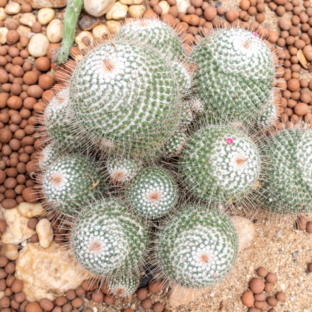 Mammillaria hahniana - Tepelcactus