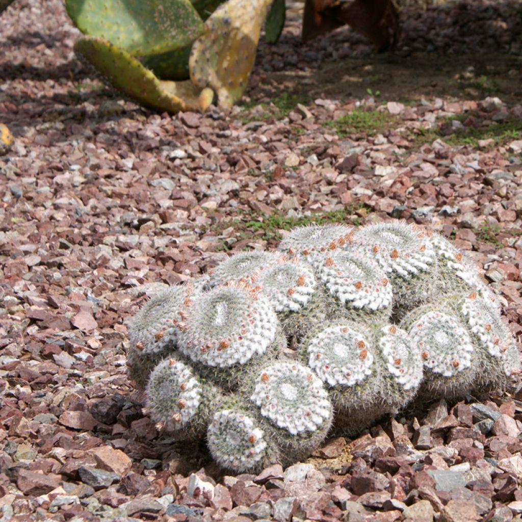 Mammillaria hahniana - Tepelcactus