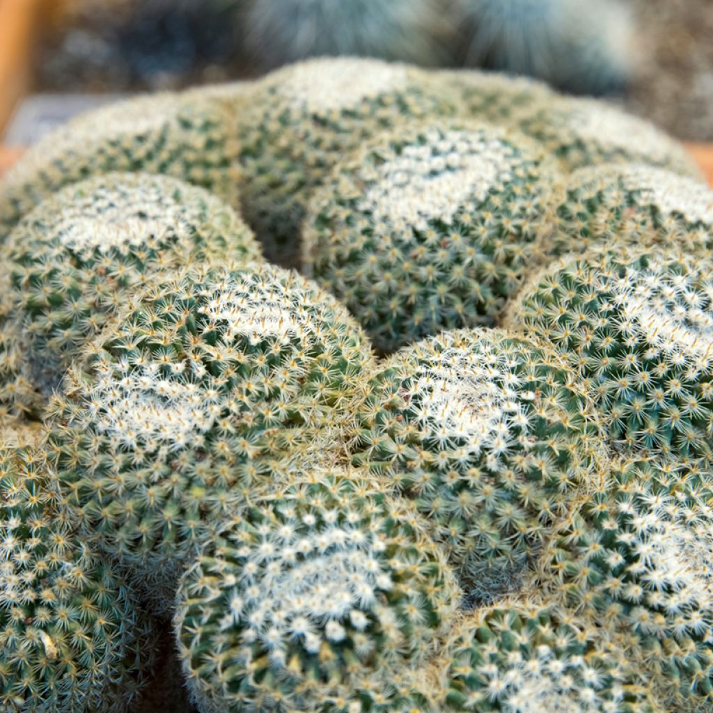 Mammillaria muehlenpfordtii - Tepelcactus
