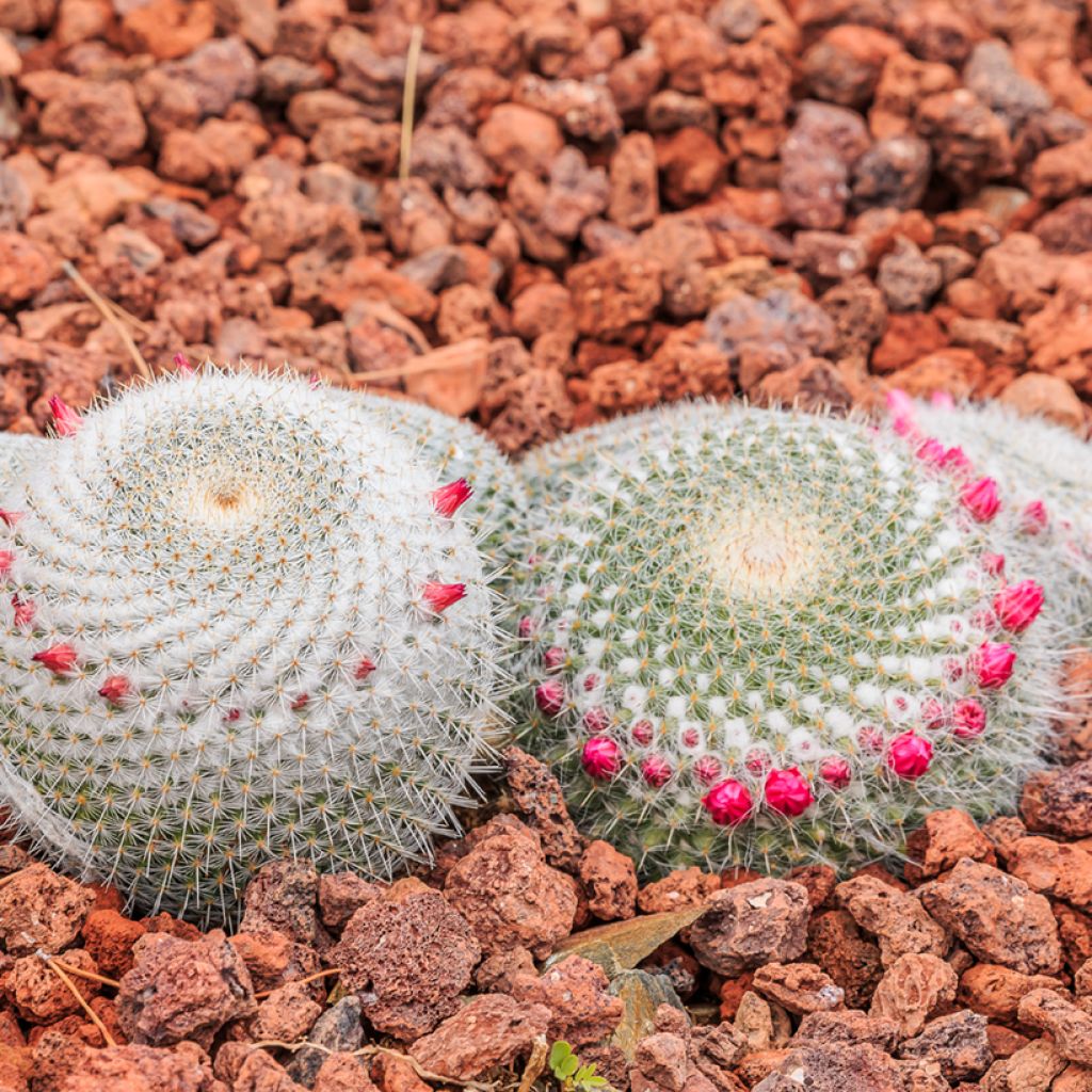 Mammillaria muehlenpfordtii - Tepelcactus