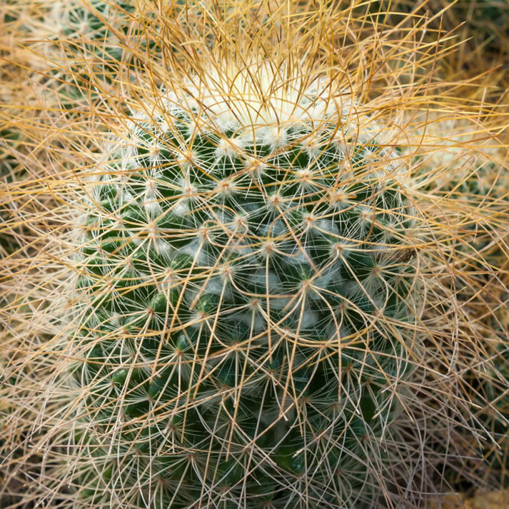 Mammillaria pringlei - Tepelcactus