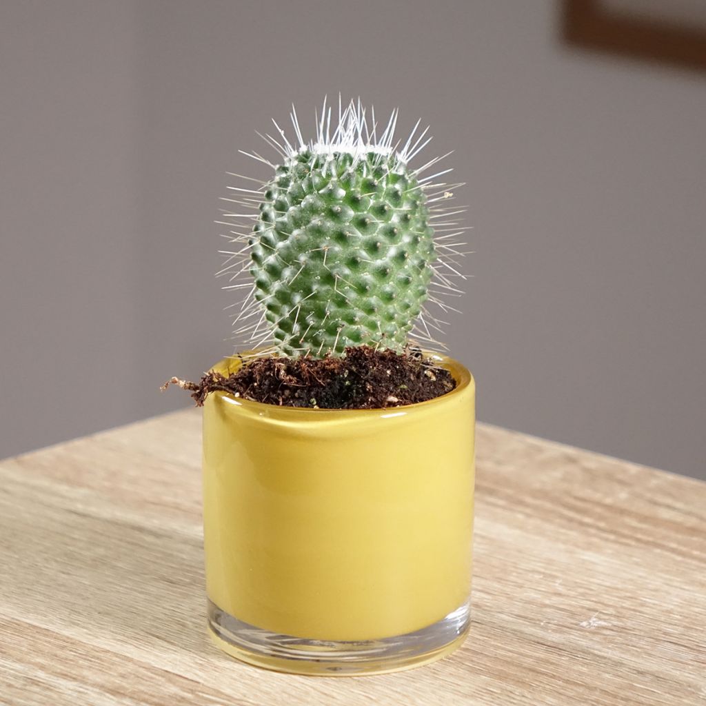 Mammillaria Un Pico - Tepelcactus