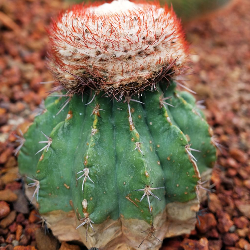 Melocactus bahiensis - Turkse muts