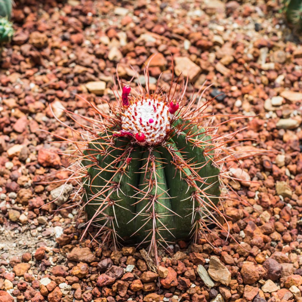 Melocactus bahiensis - Turkse muts