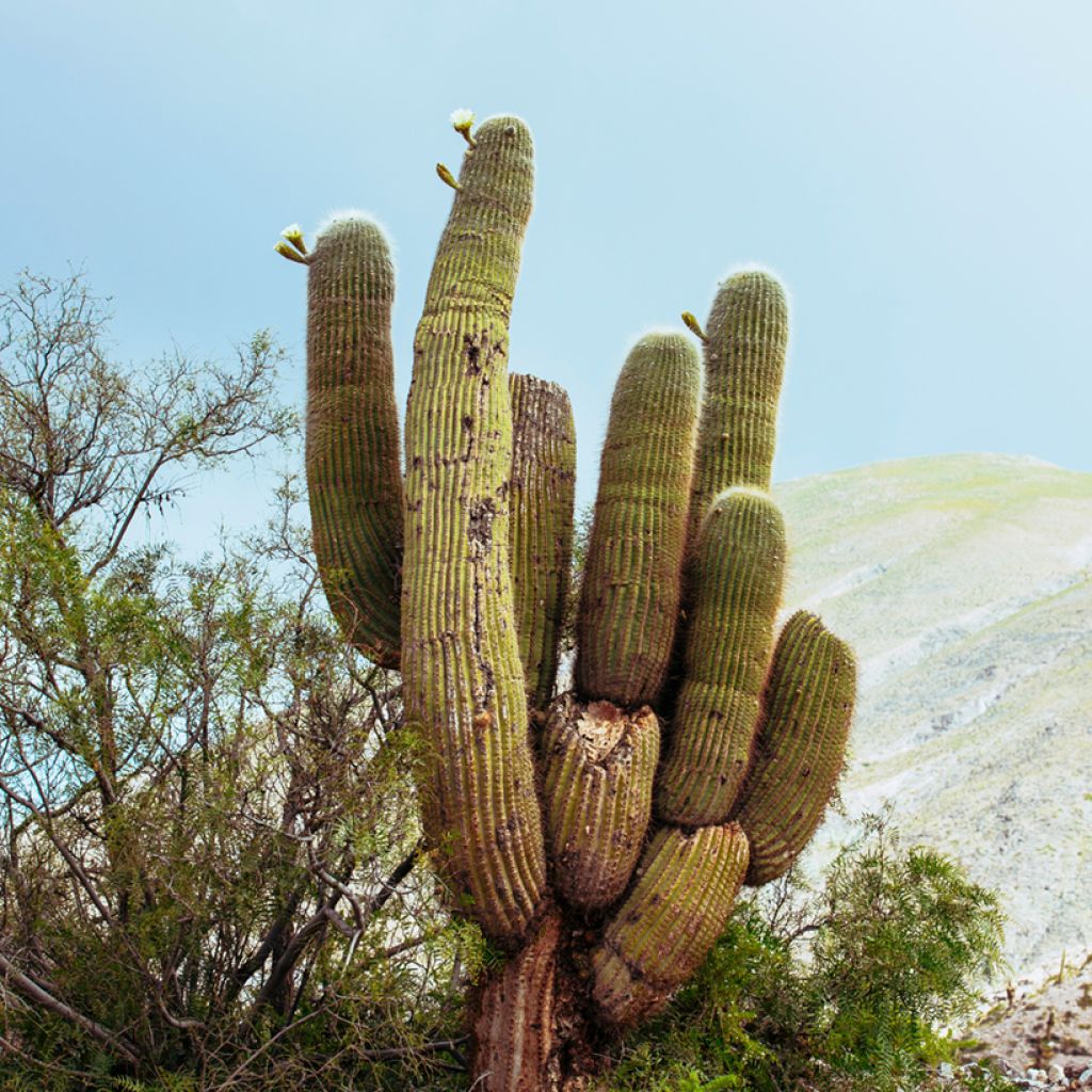 Pachycereus pringlei - Kaarscactus