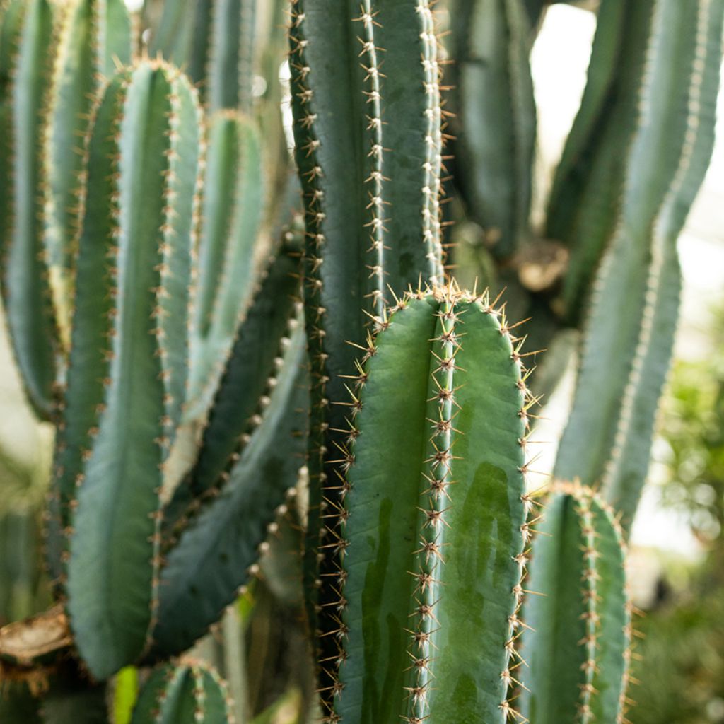 Pachycereus pringlei - Kaarscactus