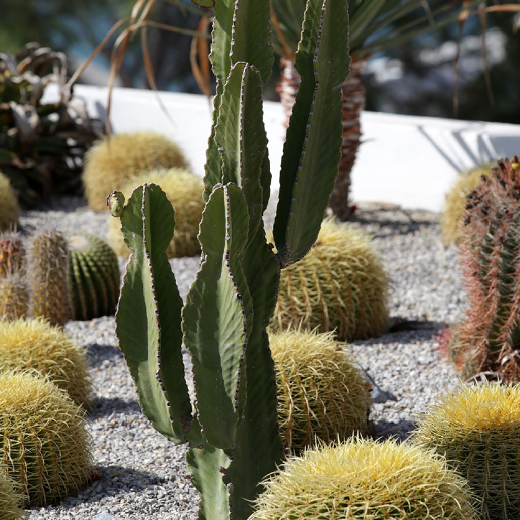 Pachycereus pringlei - Kaarscactus