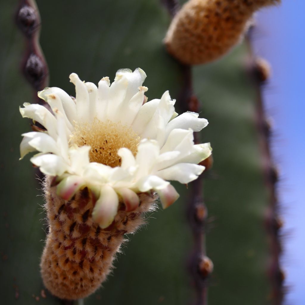 Pachycereus pringlei - Kaarscactus