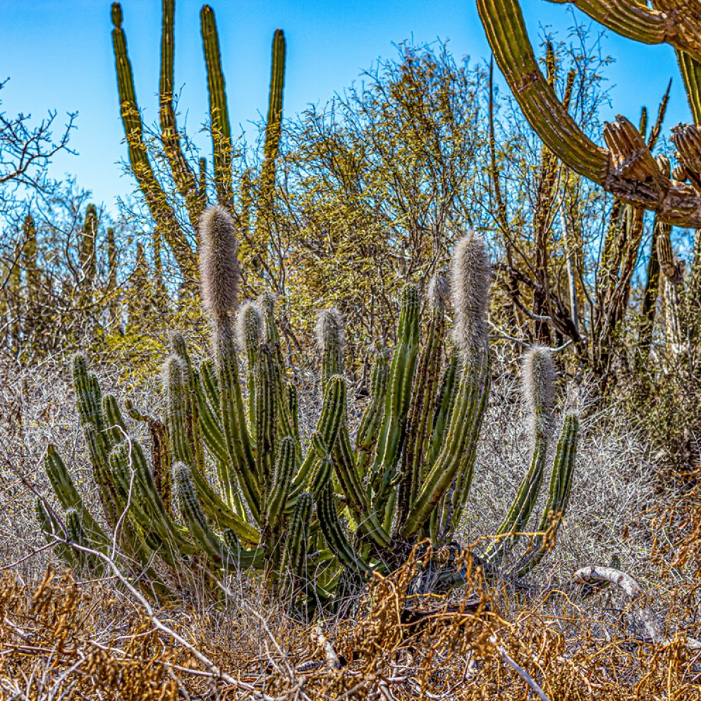 Pachycereus pringlei - Kaarscactus