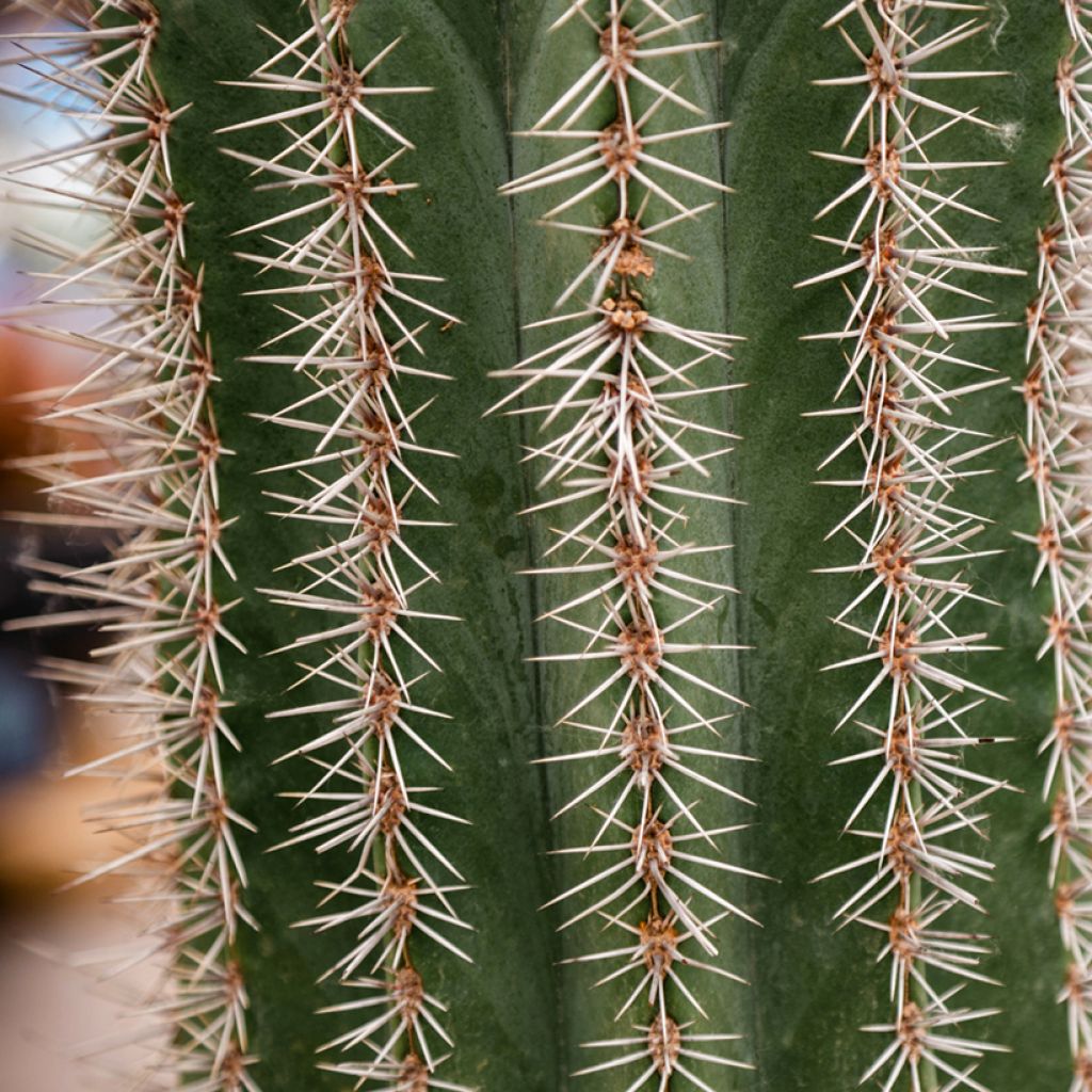 Stenocereus griseus - Zuilcactus
