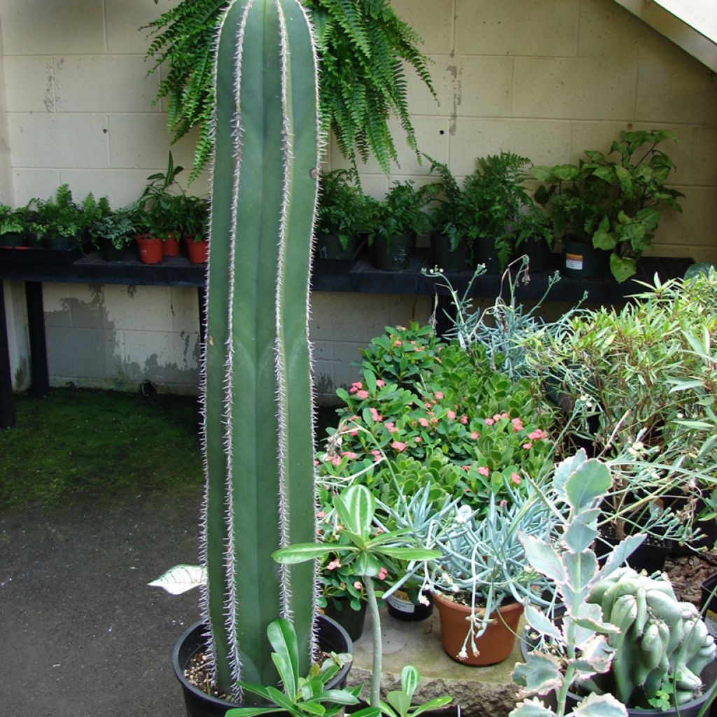 Stenocereus marginatus - Zuilcactus