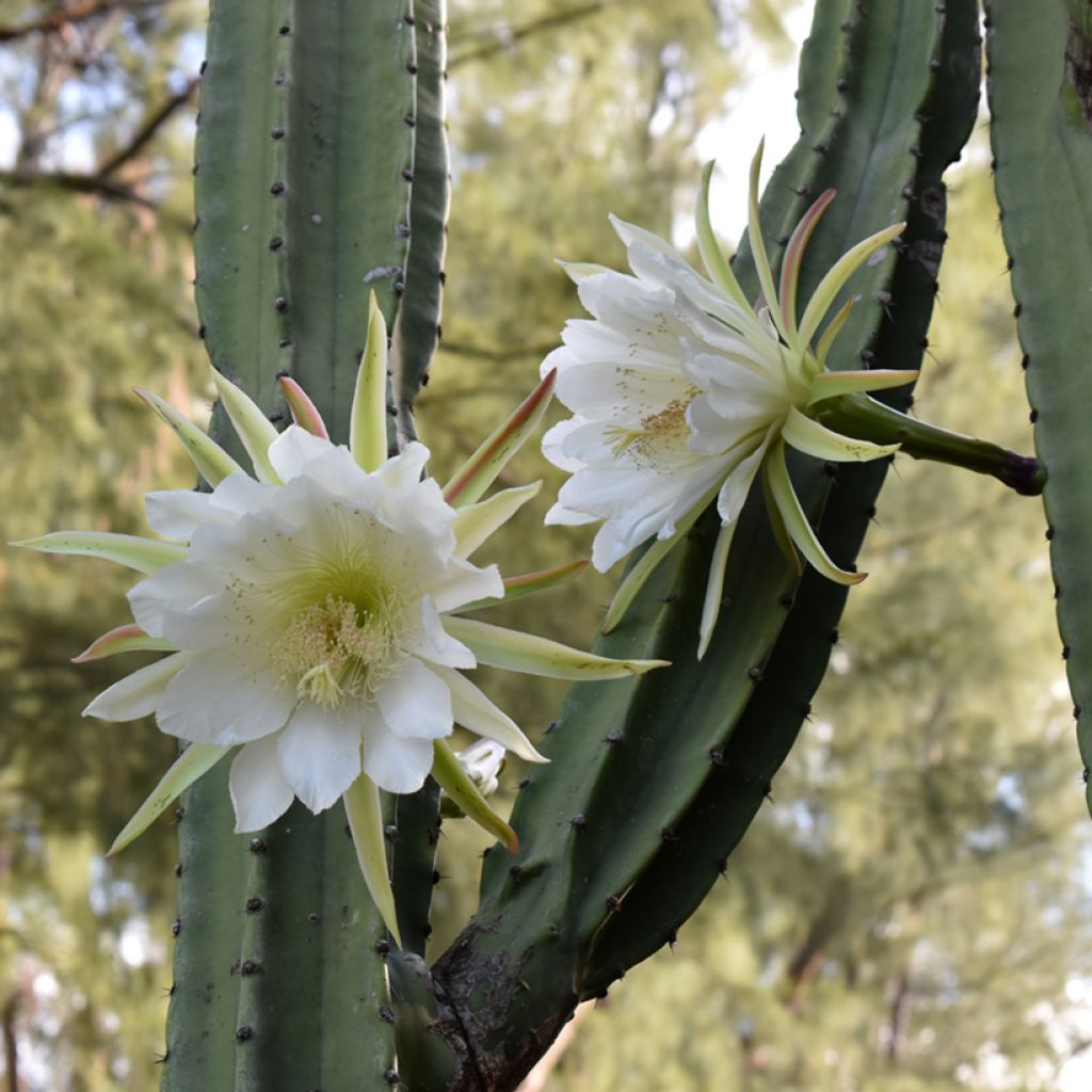 Trichocereus pachanoi - San Pedro-cactus