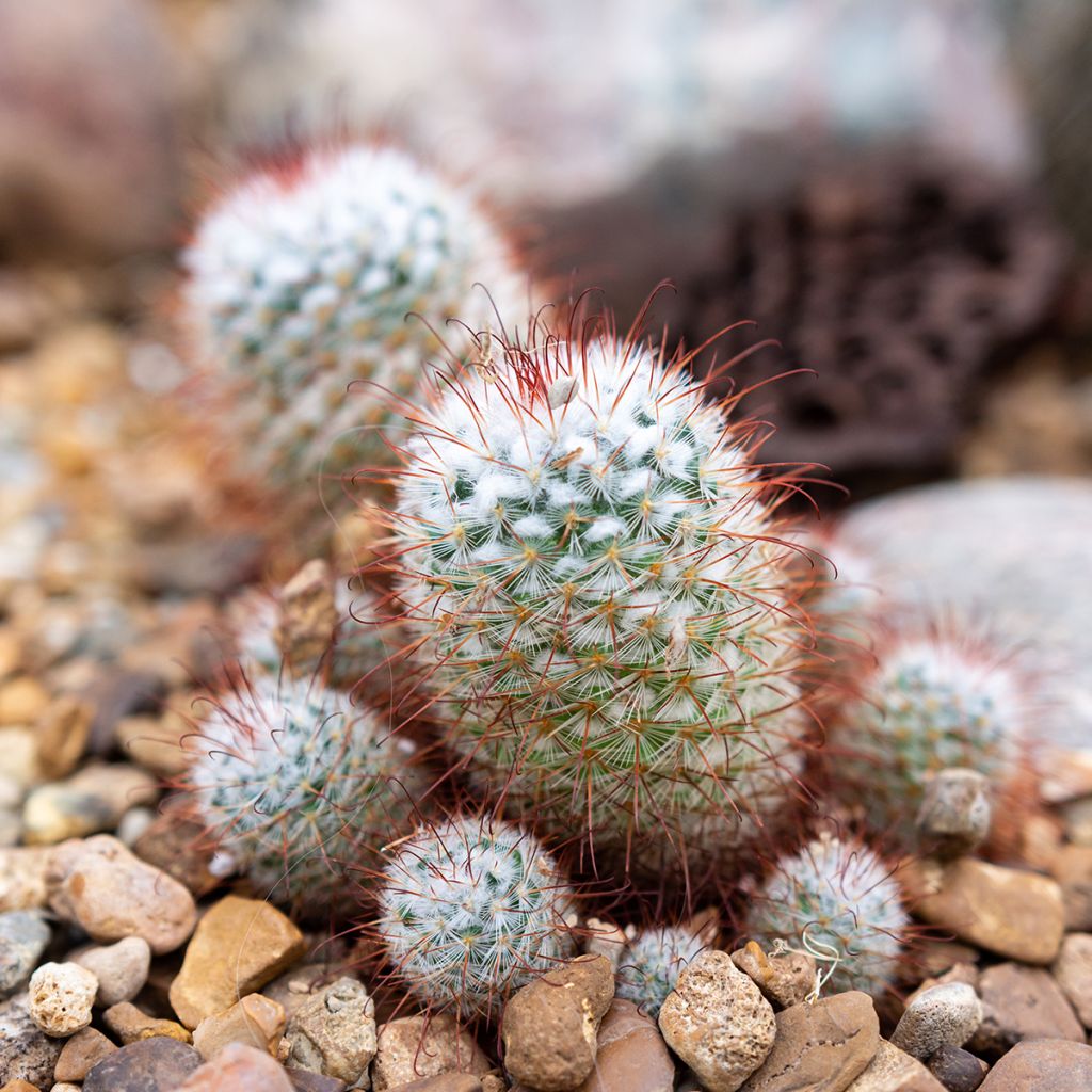 Mammillaria bombycina - Tepelcactus