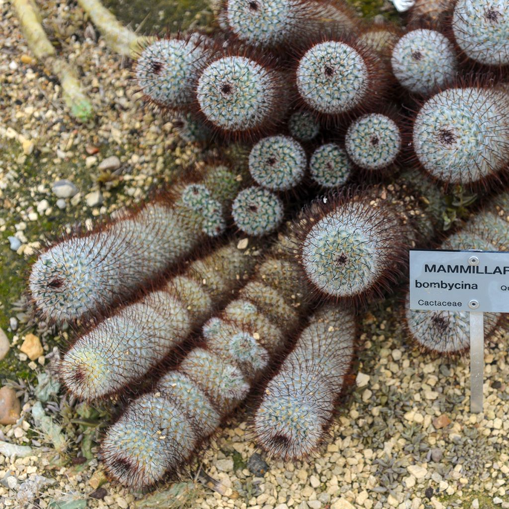 Mammillaria bombycina - Tepelcactus