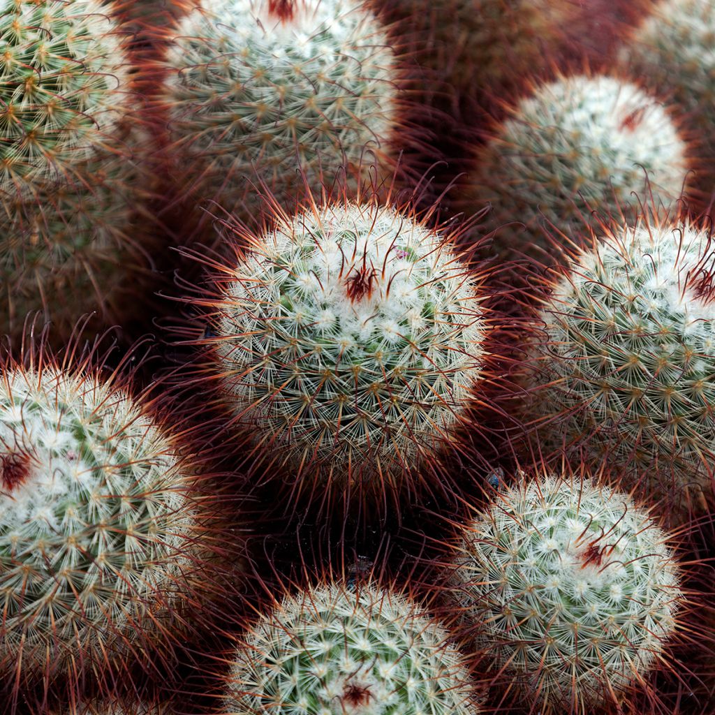 Mammillaria bombycina - Tepelcactus