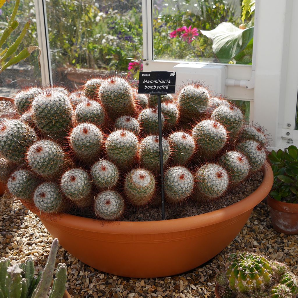 Mammillaria bombycina - Tepelcactus