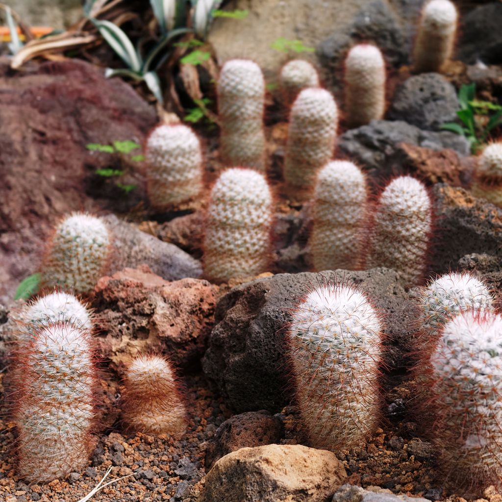 Mammillaria bombycina - Tepelcactus