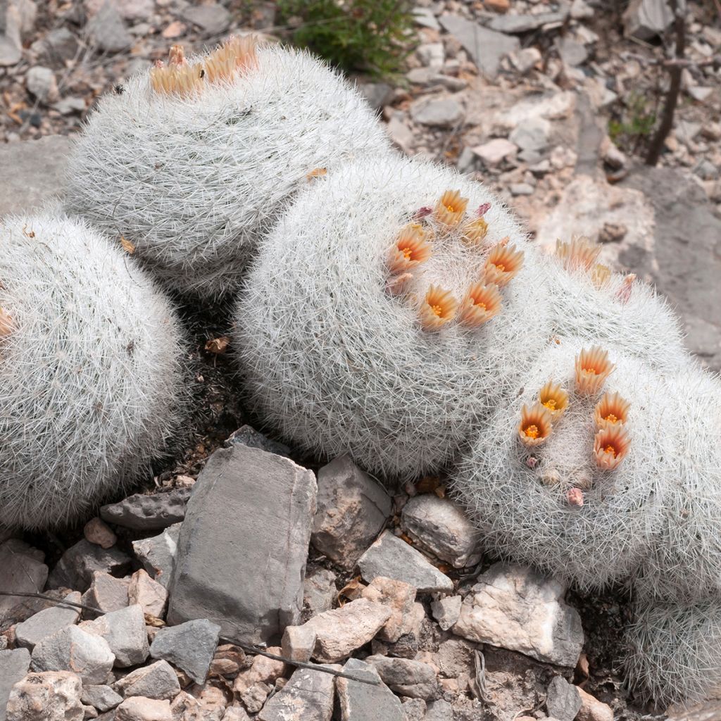 Mammillaria candida - Tepelcactus