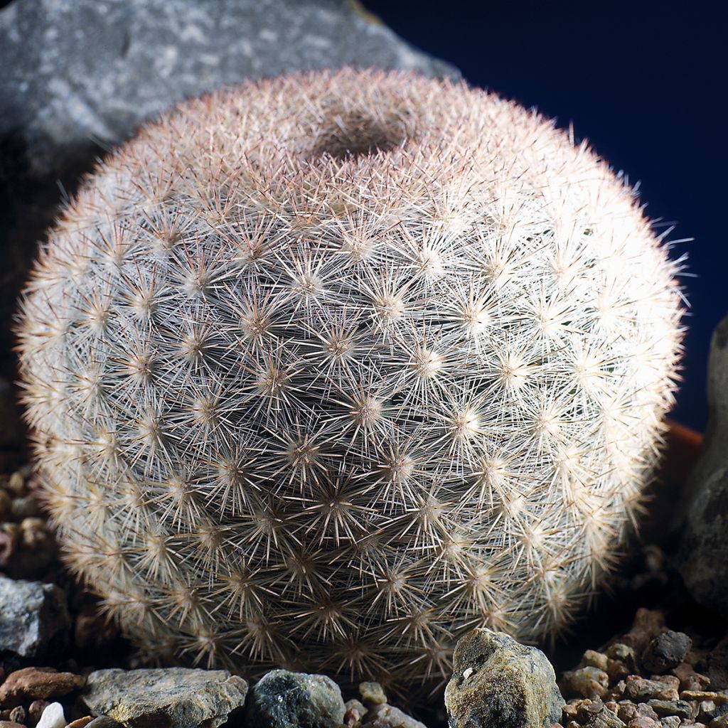 Mammillaria candida - Tepelcactus