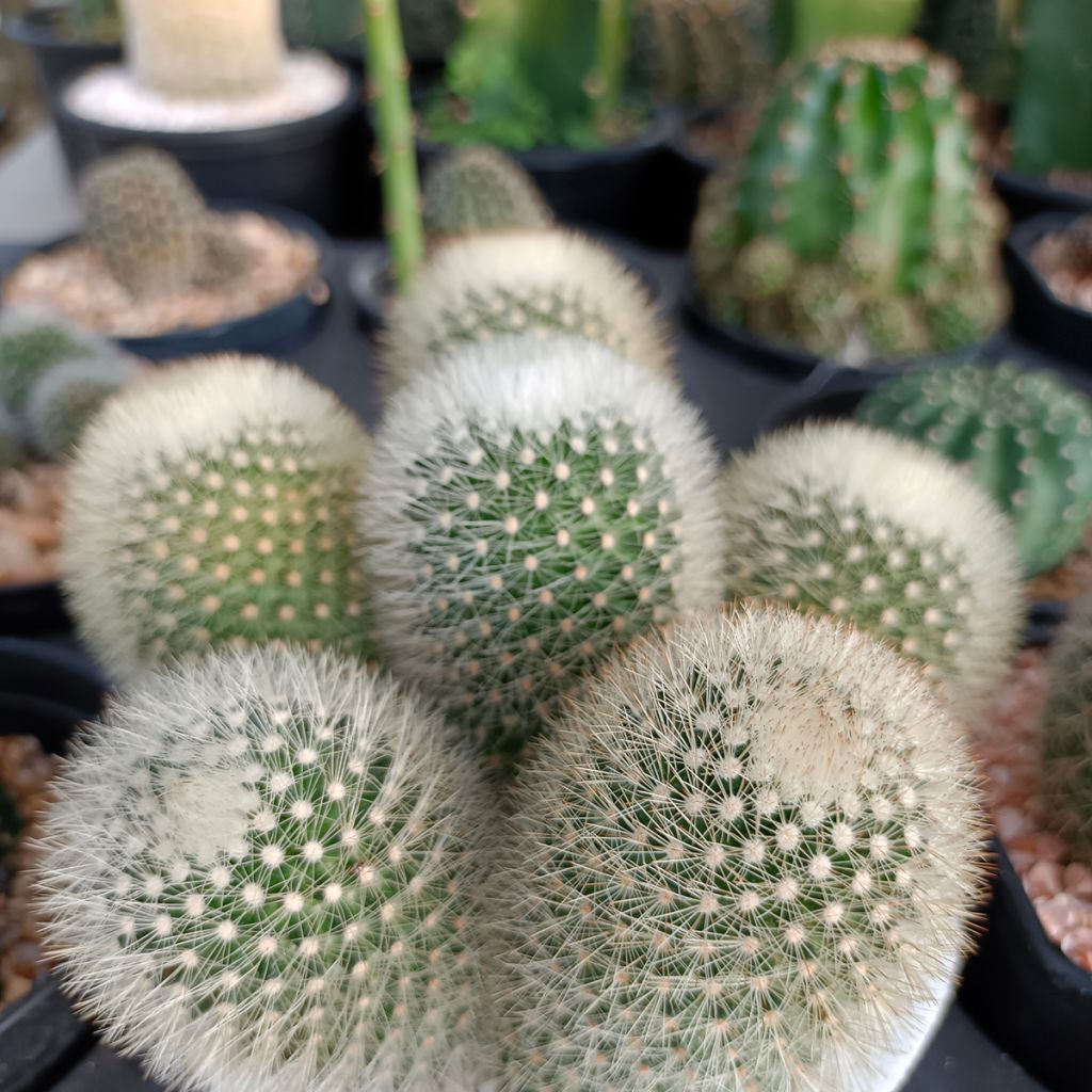 Mammillaria pilcayensis - Tepelcactus