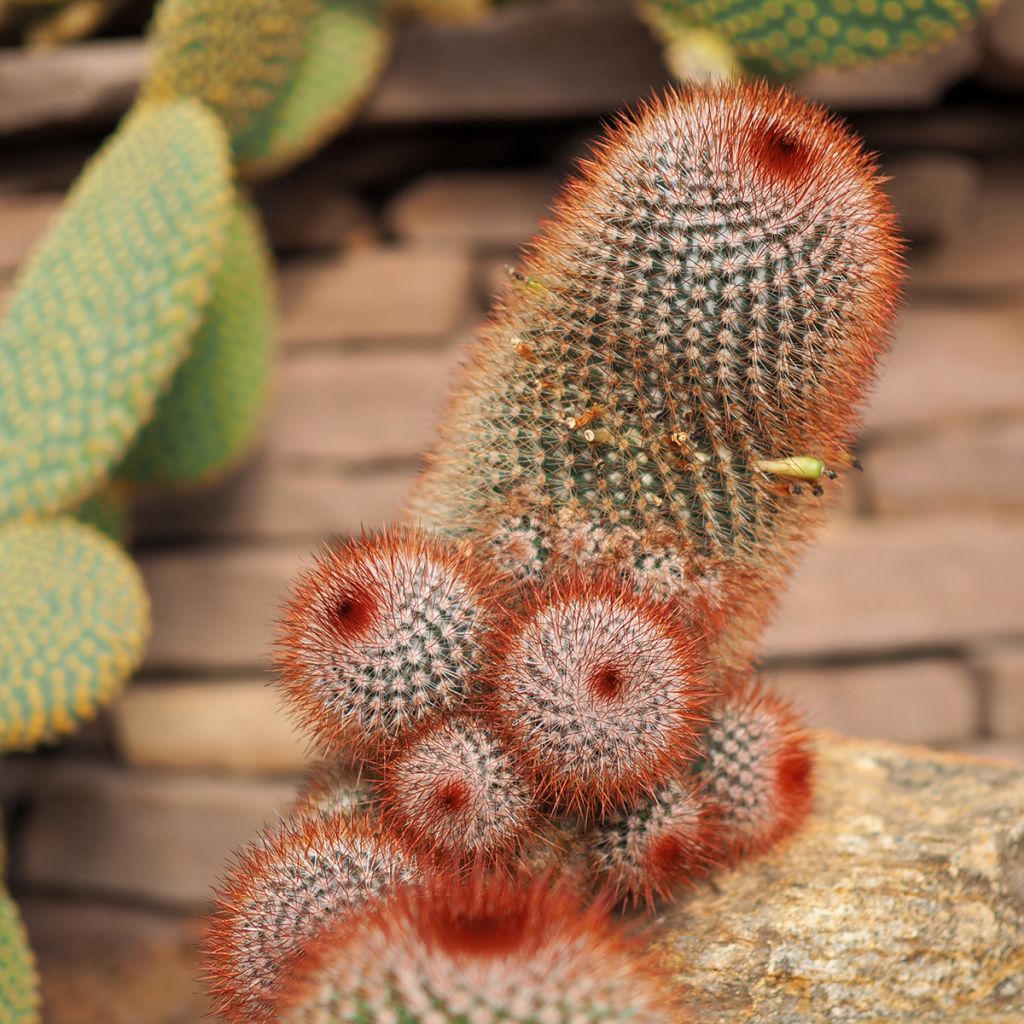 Mammillaria spinosissima f. rubrispina - Tepelcactus